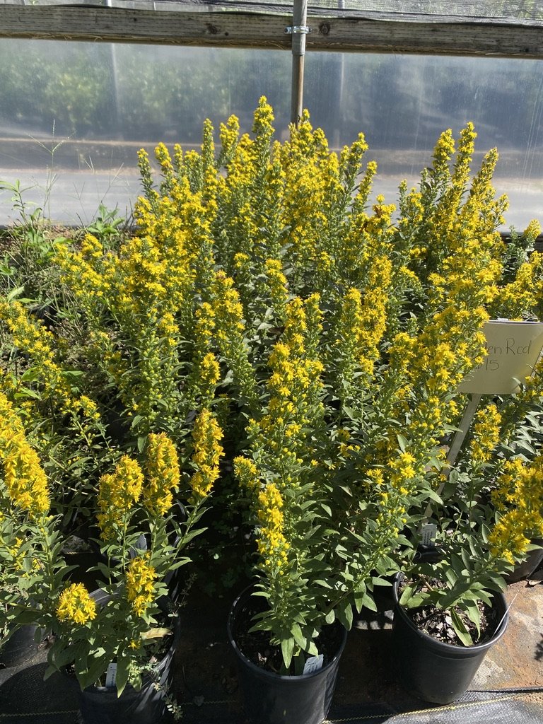 Solidago speciosa rigidiuscula 'Wichita Mountains'