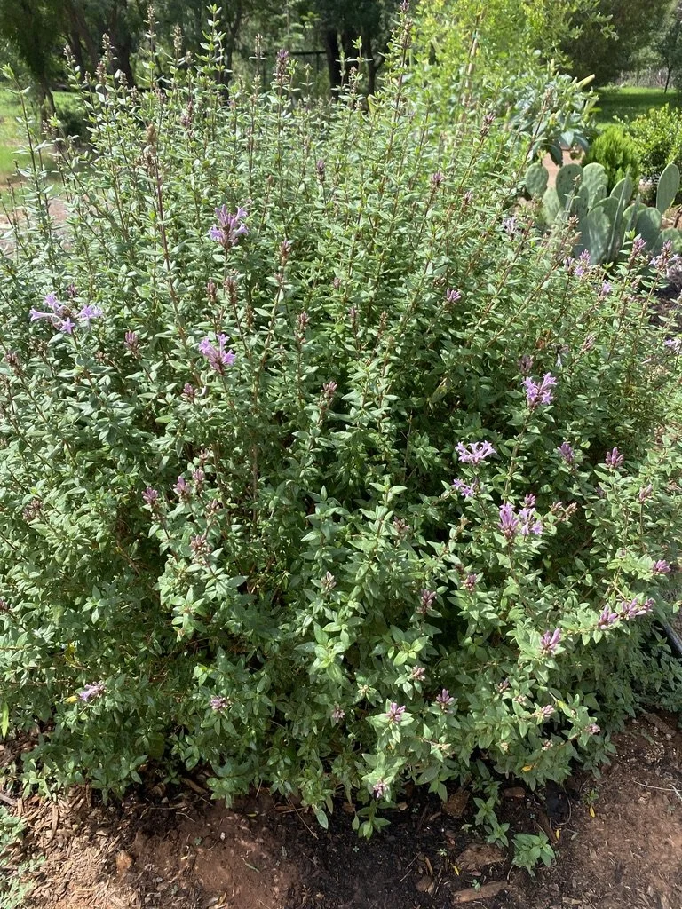 Leptodermis oblonga Tibetan Dwarf Lilac