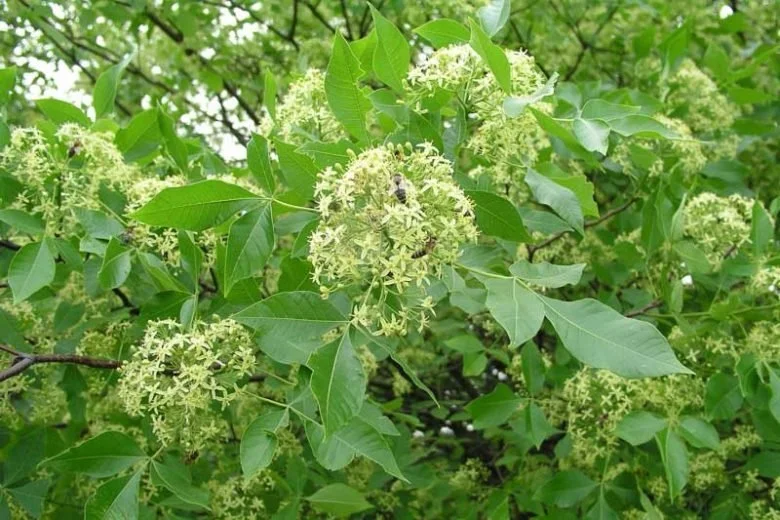 Ptelea trifoliata Wafer Ash