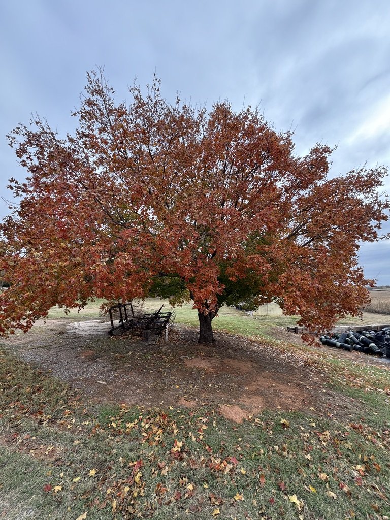 Shantung Maple