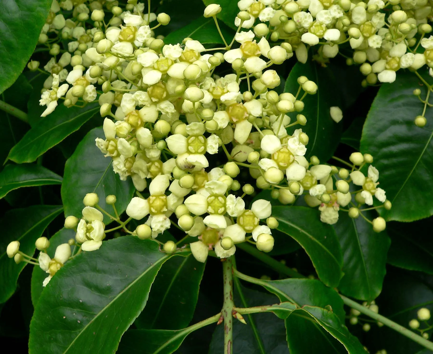 Euonymus_carnosus_flower_2.jpg