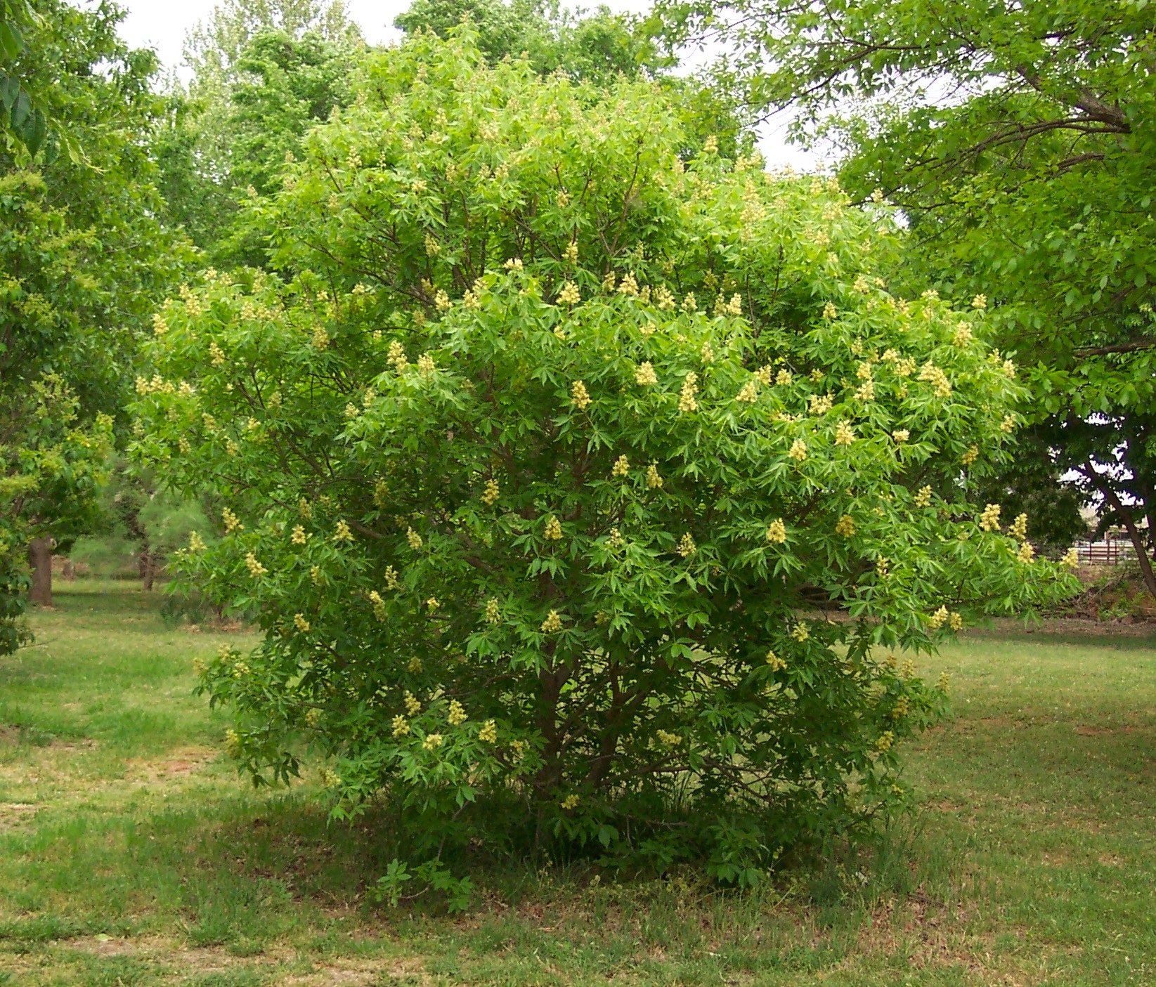 Texas Buckeye