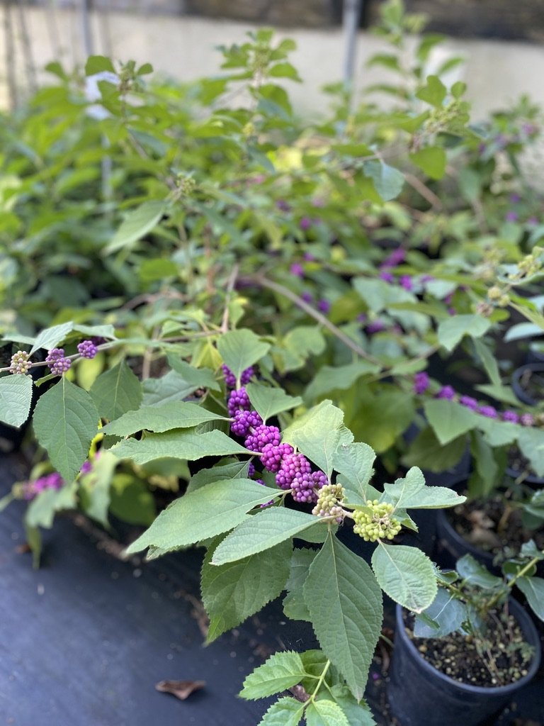 Callicarpa americana American Beautyberry