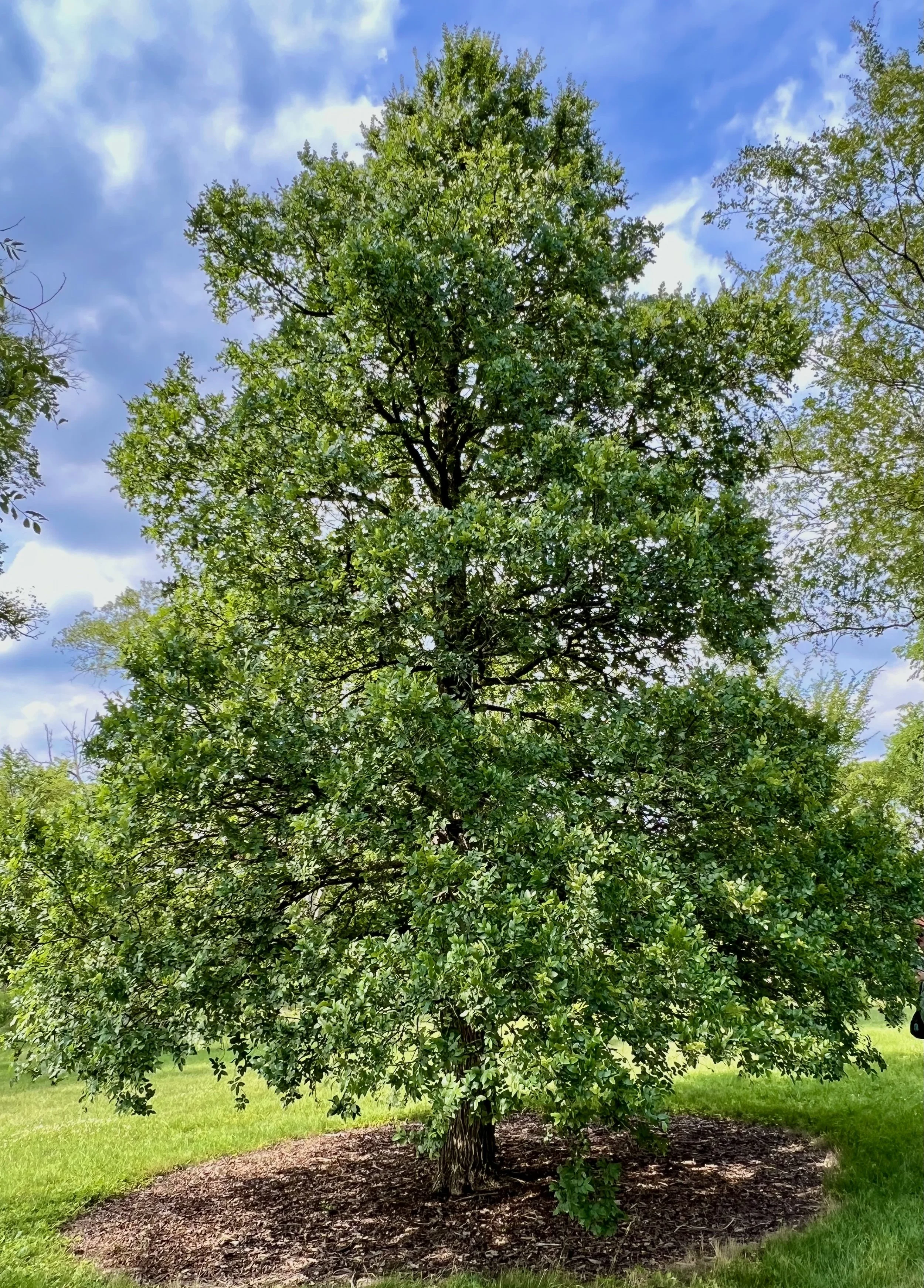 Cedar Elm