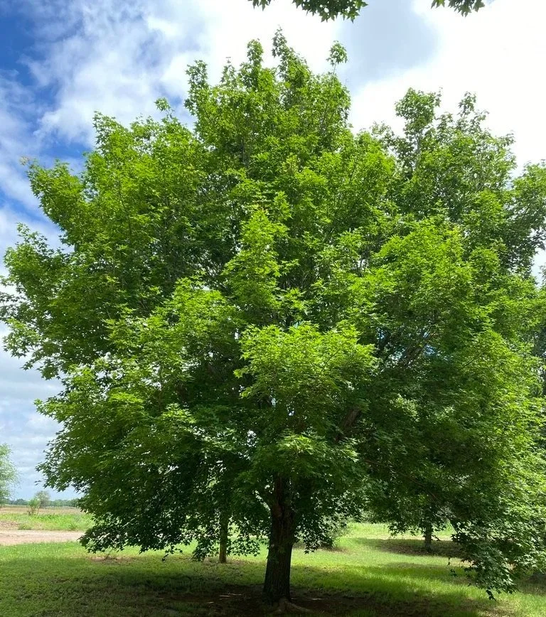 Painted Maple
