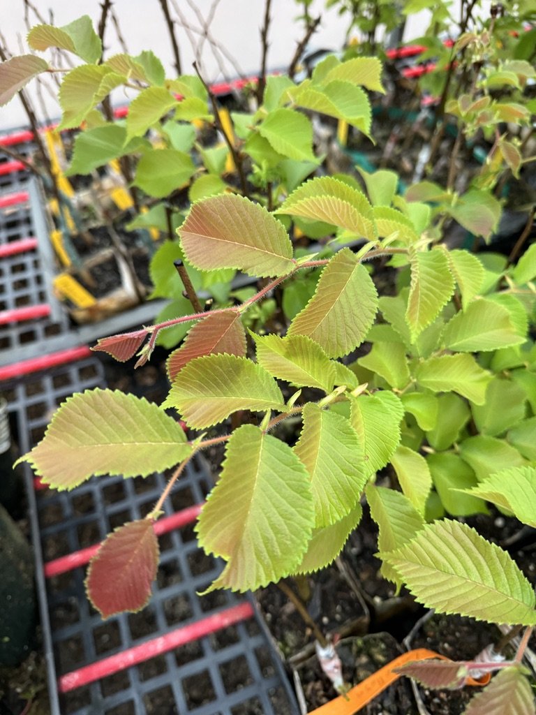 Ulmus lamellosa 'Hebei Jeebie'
