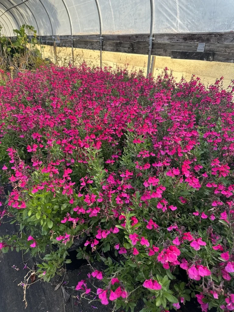 Salvia greggii Pink Preference
