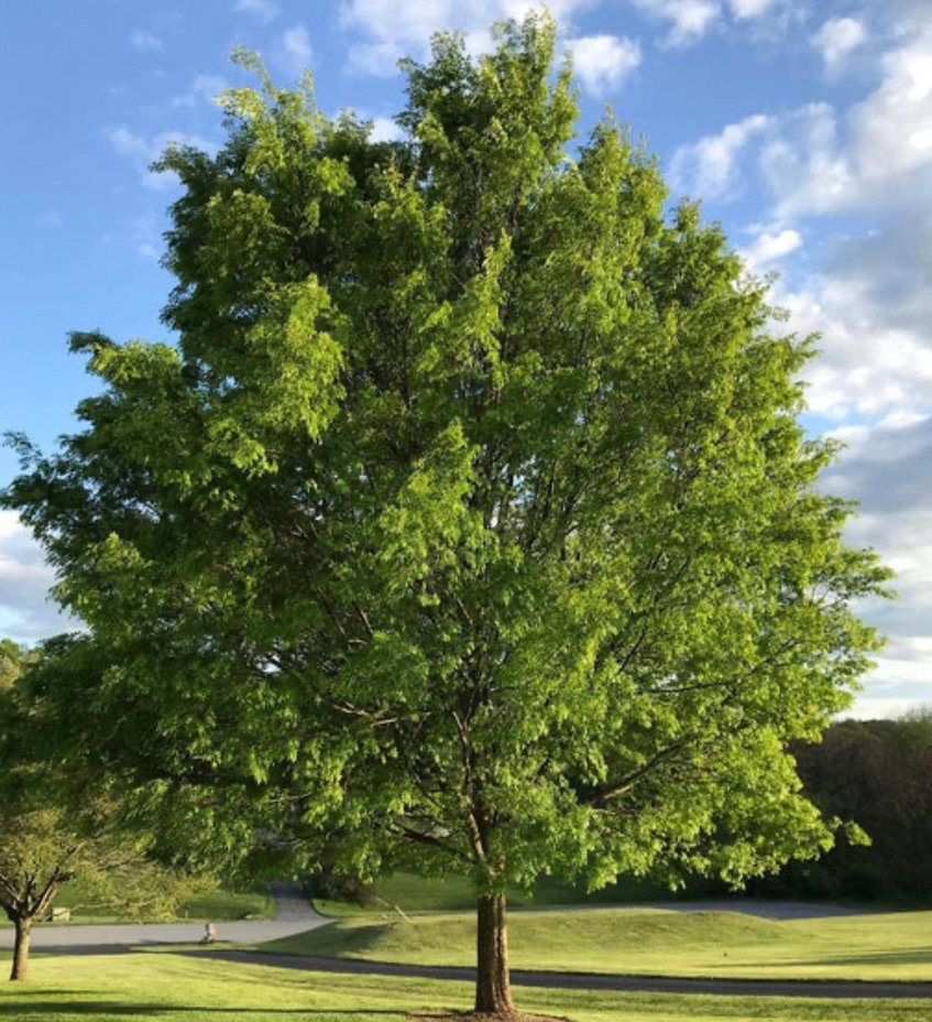 Lacebark elm