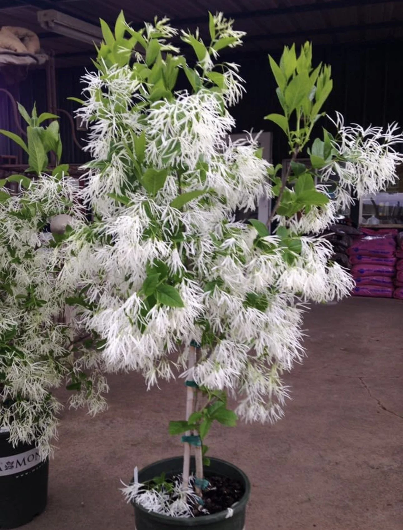 Chionanthus virginicus American Fringe Tree