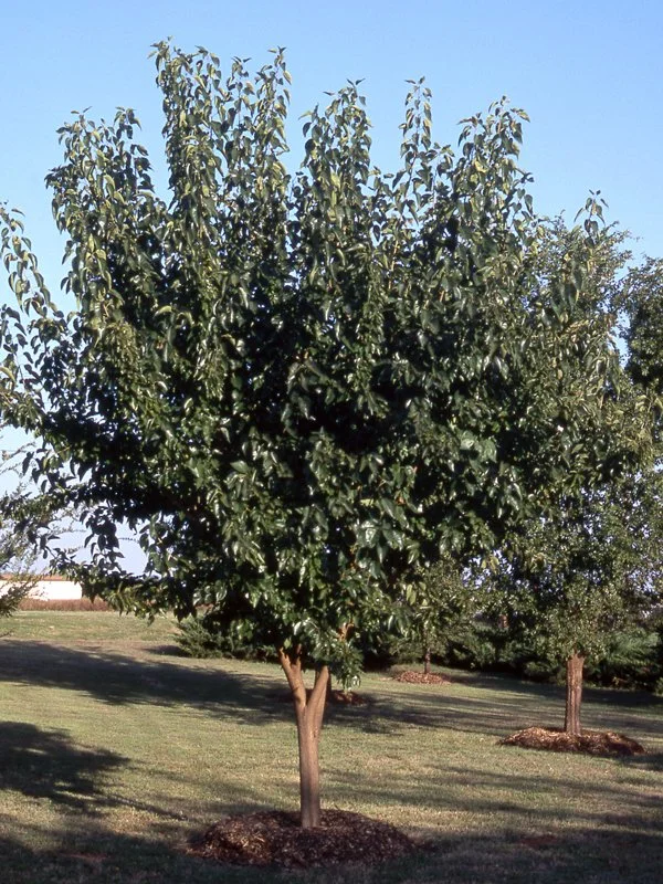 Maclura pomifera 'Whiteshield'