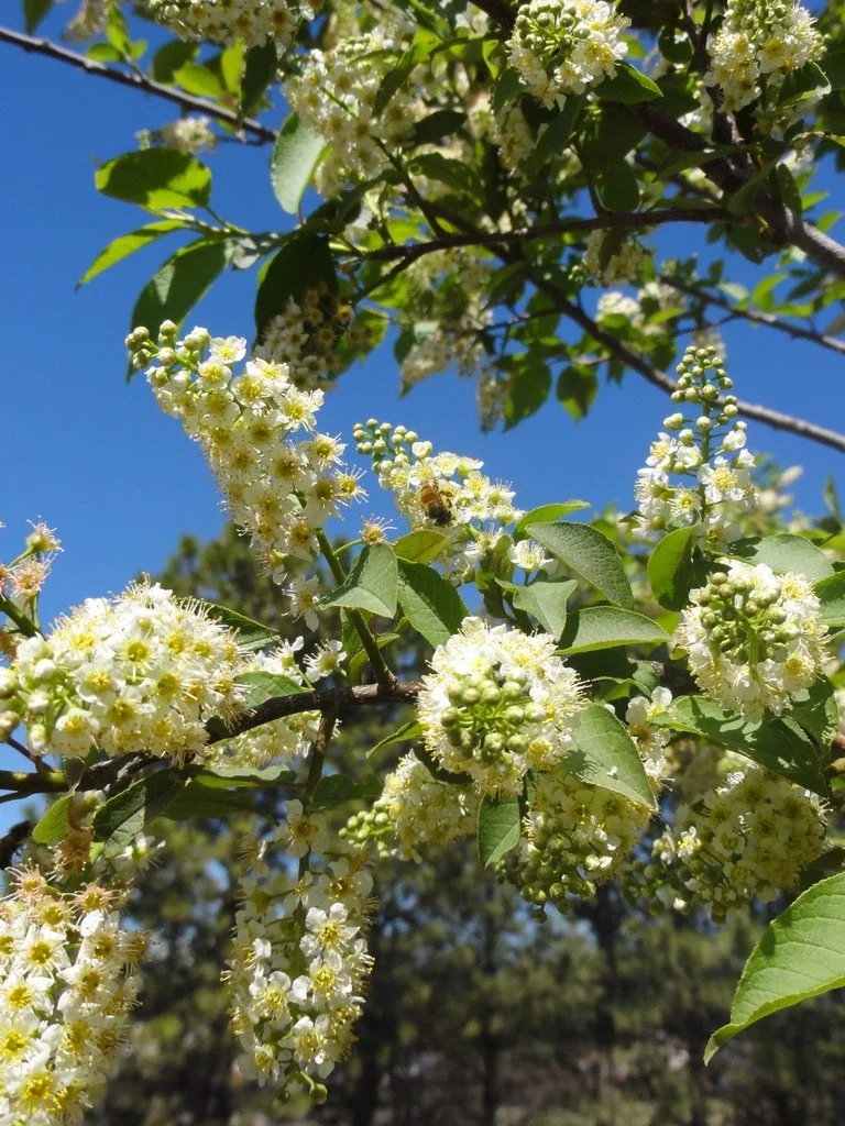 Prunus x virginiana 'Sucker Punch'