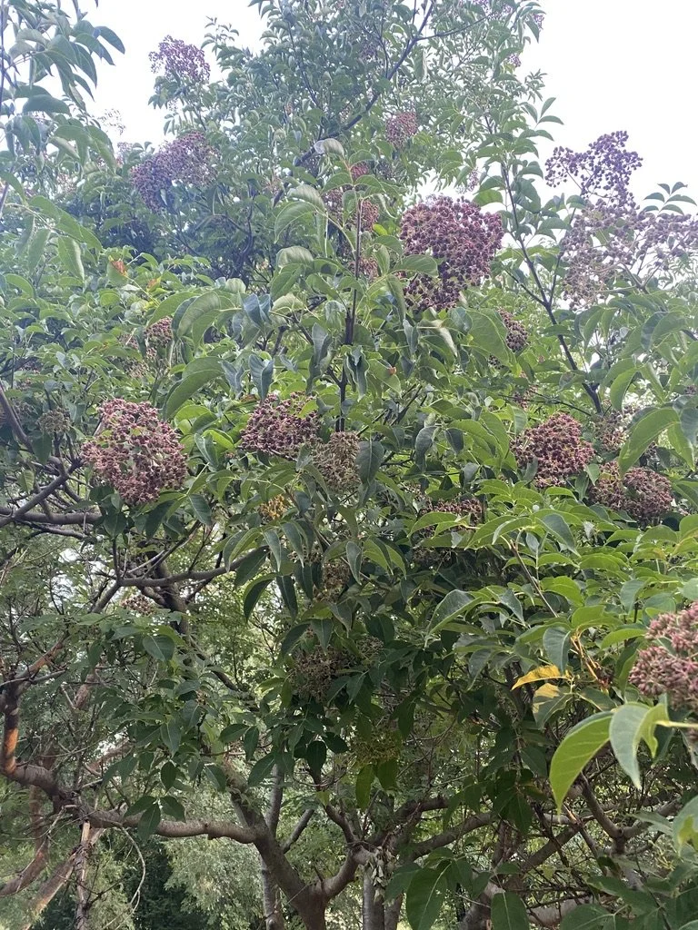 Tetradium daniellii Korean Evodia