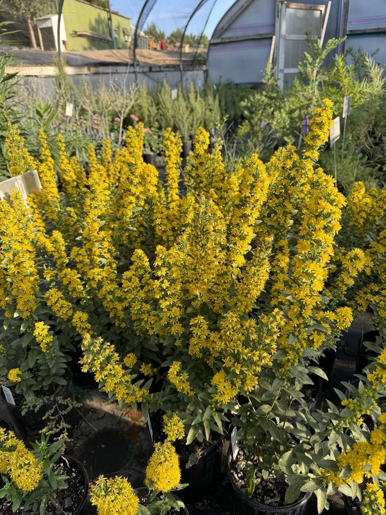 Solidago speciosa var. rigidiuscula ‘Wichita Mountains’