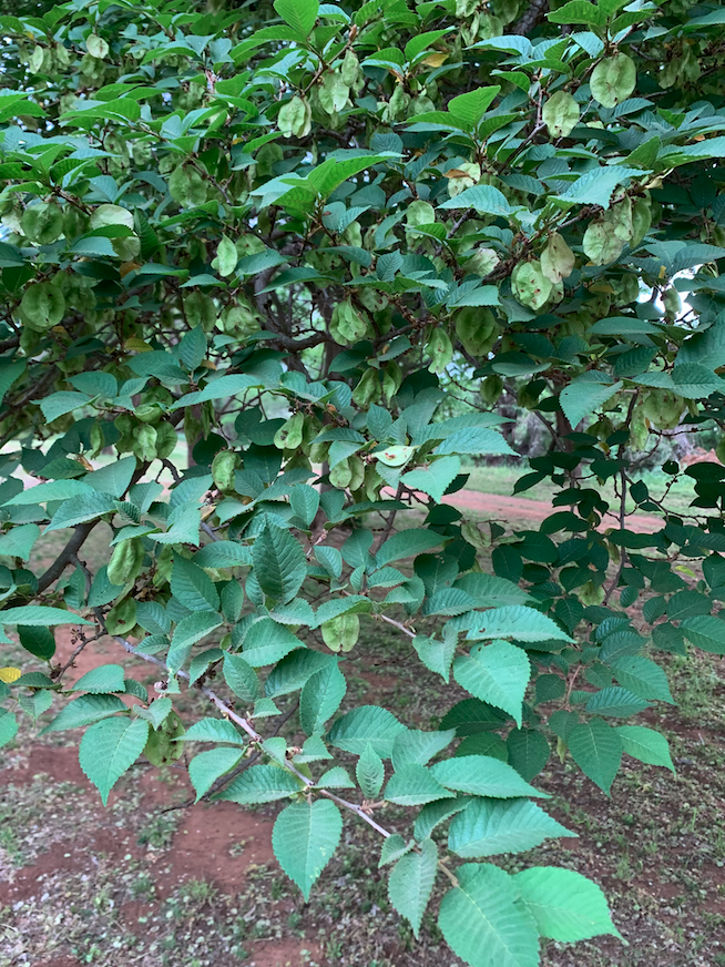 Screenshot 2025-11-12 at 1.31.14 PM.png