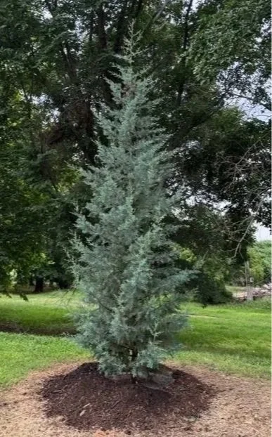 Cookes Peak Arizona Cypress