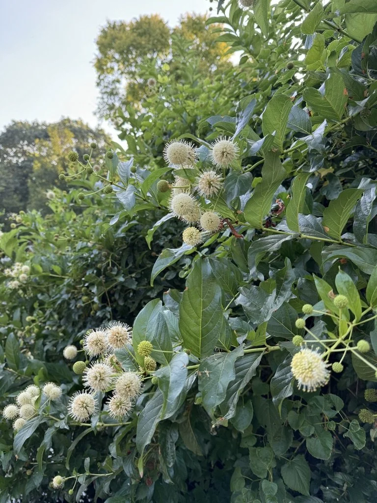 Cephalanthus occidentalis 'Sputnik'