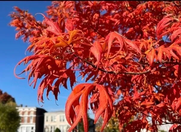 Acer saccharum variety saccharum 'Adeline'