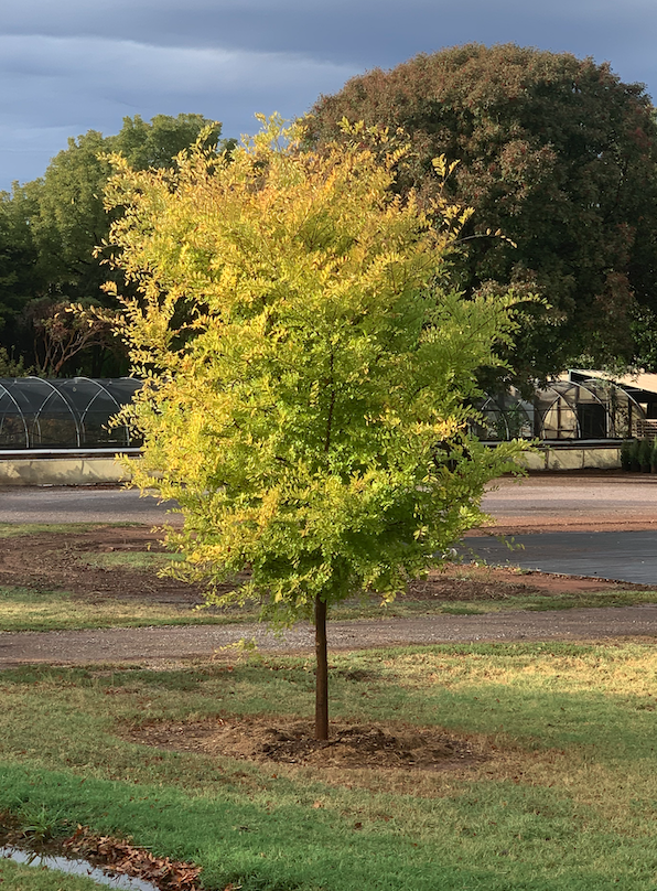 Ulmus parvifolia 'Sunsation'