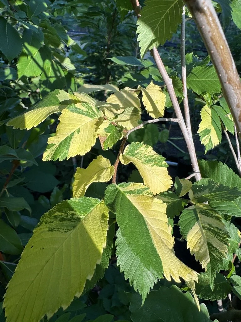 Ulmus americana 'Sacagawea'