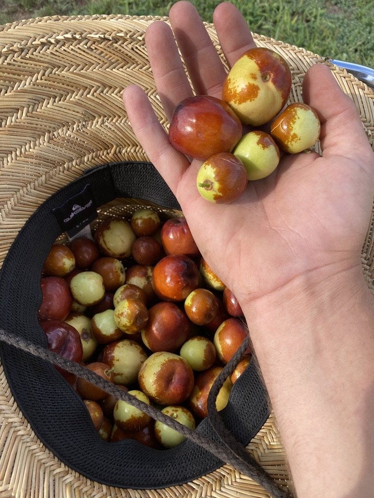 Ziziphus jujuba Chinese Date