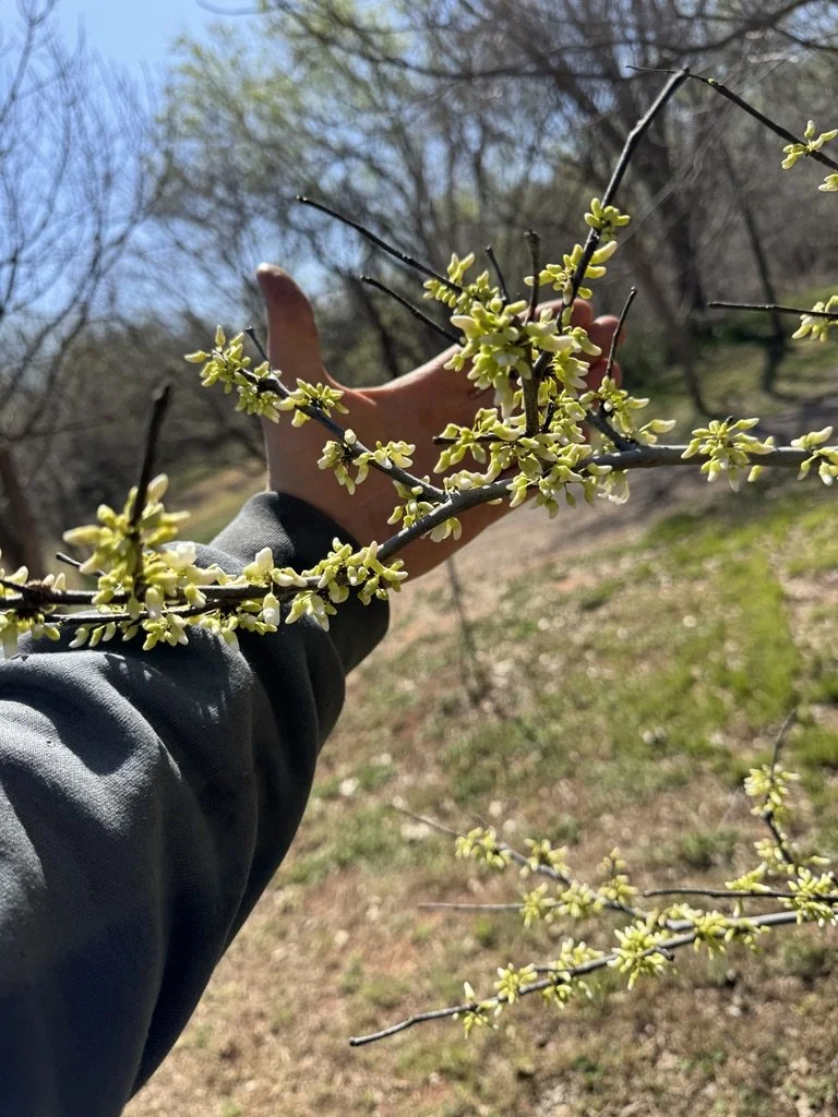 Cercis canadensis var. texensis 'Viola'