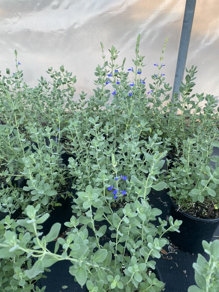 Salvia chamaedryoides (Germander Sage)