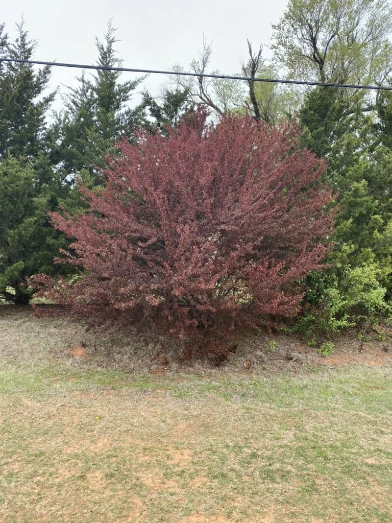 Prunus angustifolia 'Hedley Red'