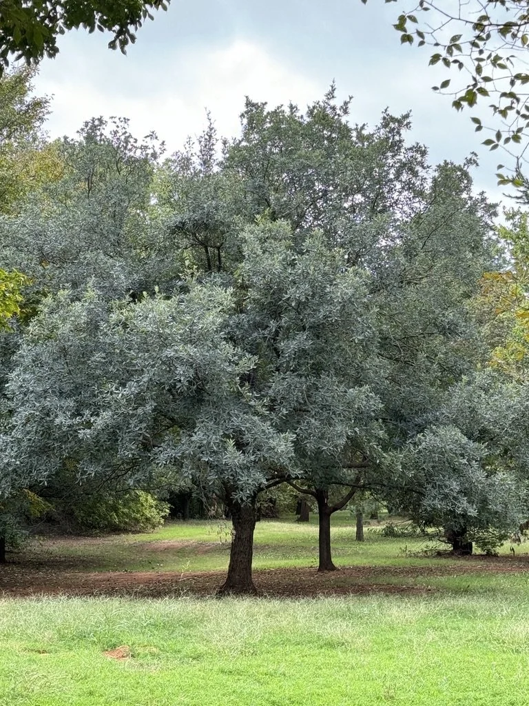 Lacey Oak