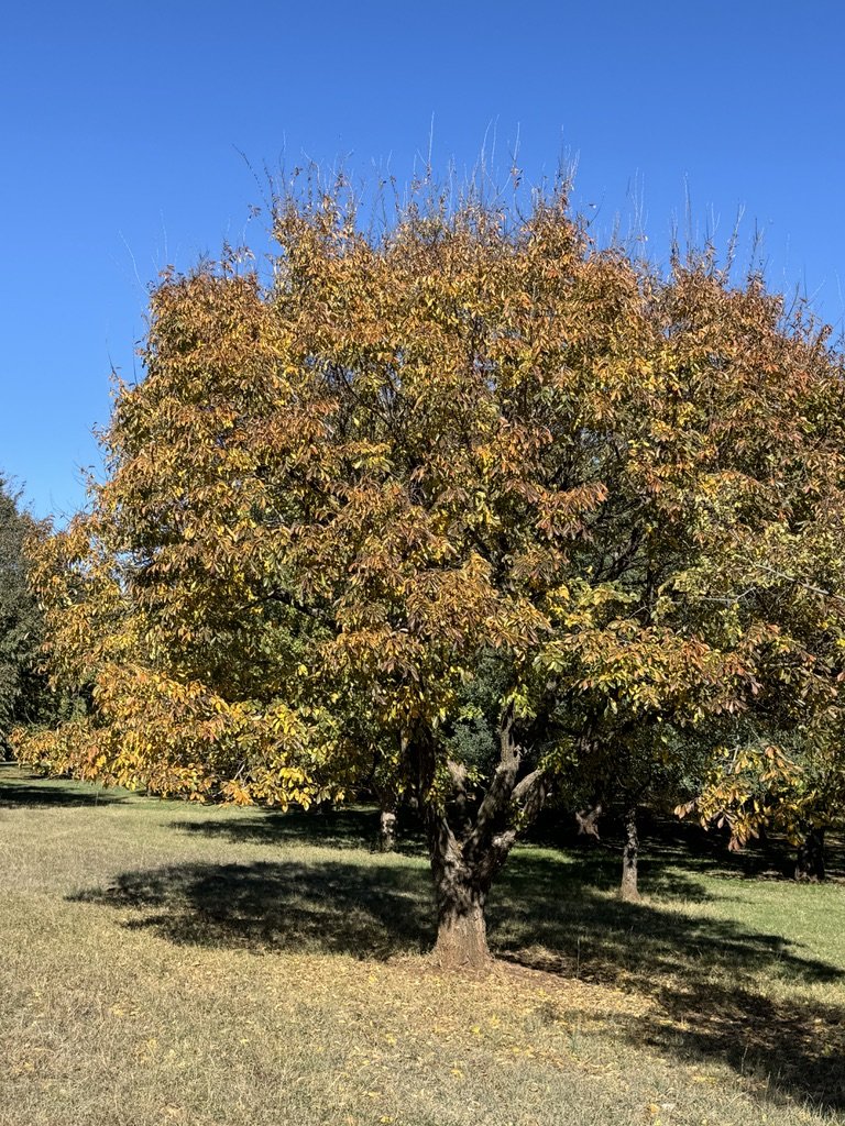 Ulmus glaucescens 'Sunworthy'
