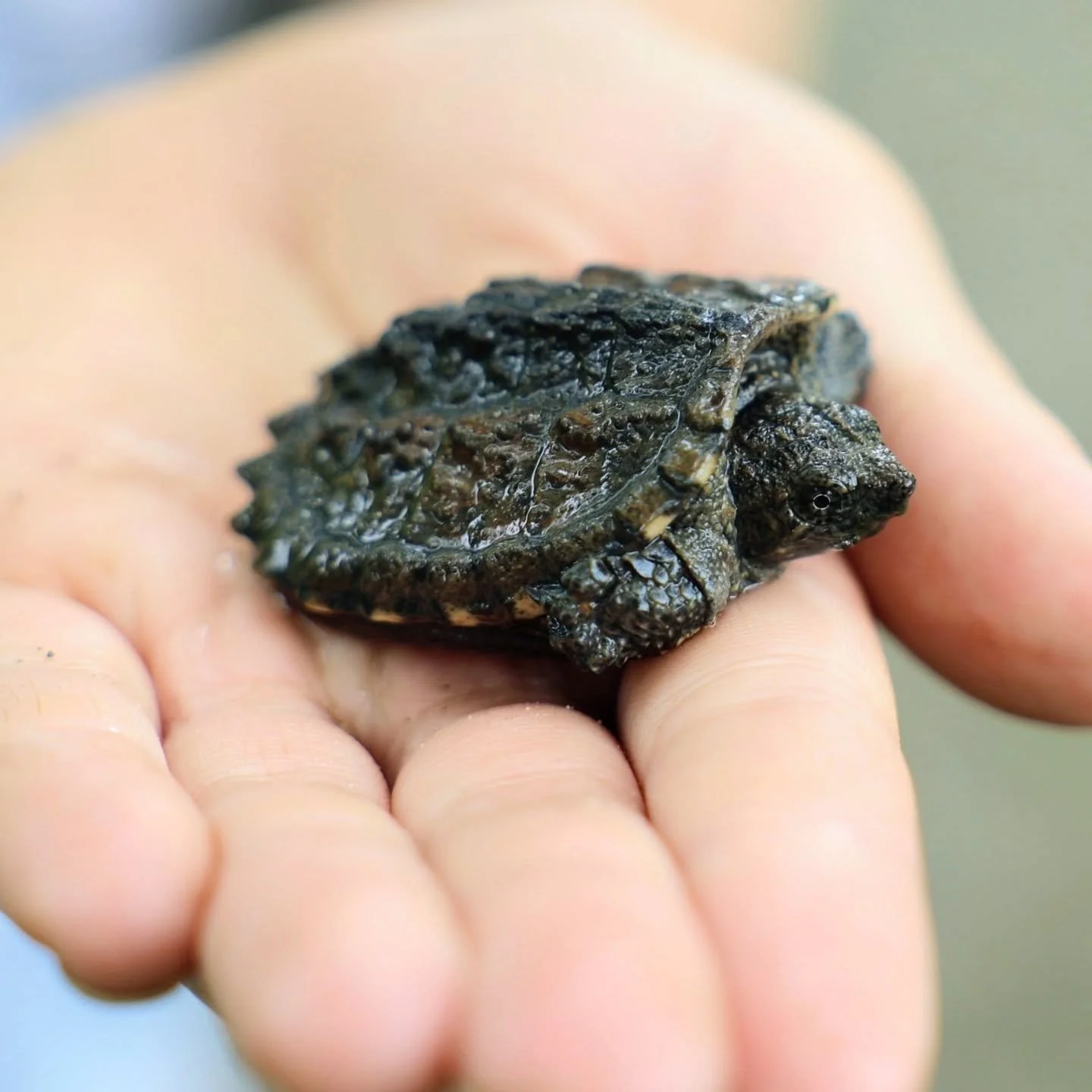 Baby snapping turtle, baby turkey (!!), and the old farmhouse. A beautiful weekend