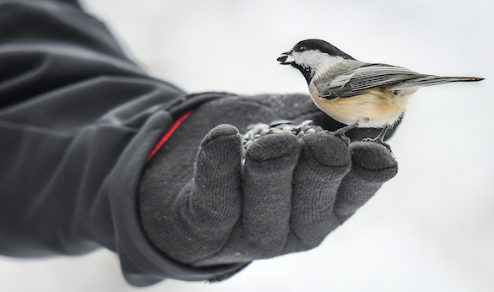 Hand-feed a Chickadee