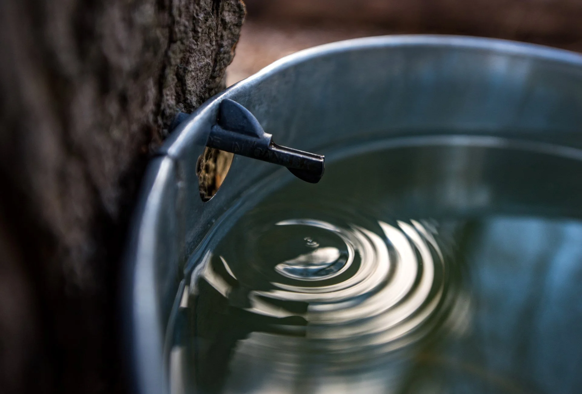 Maple Sugaring at Rocky River Reservation