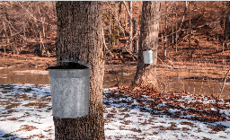 Story Walk: Maple Sugaring