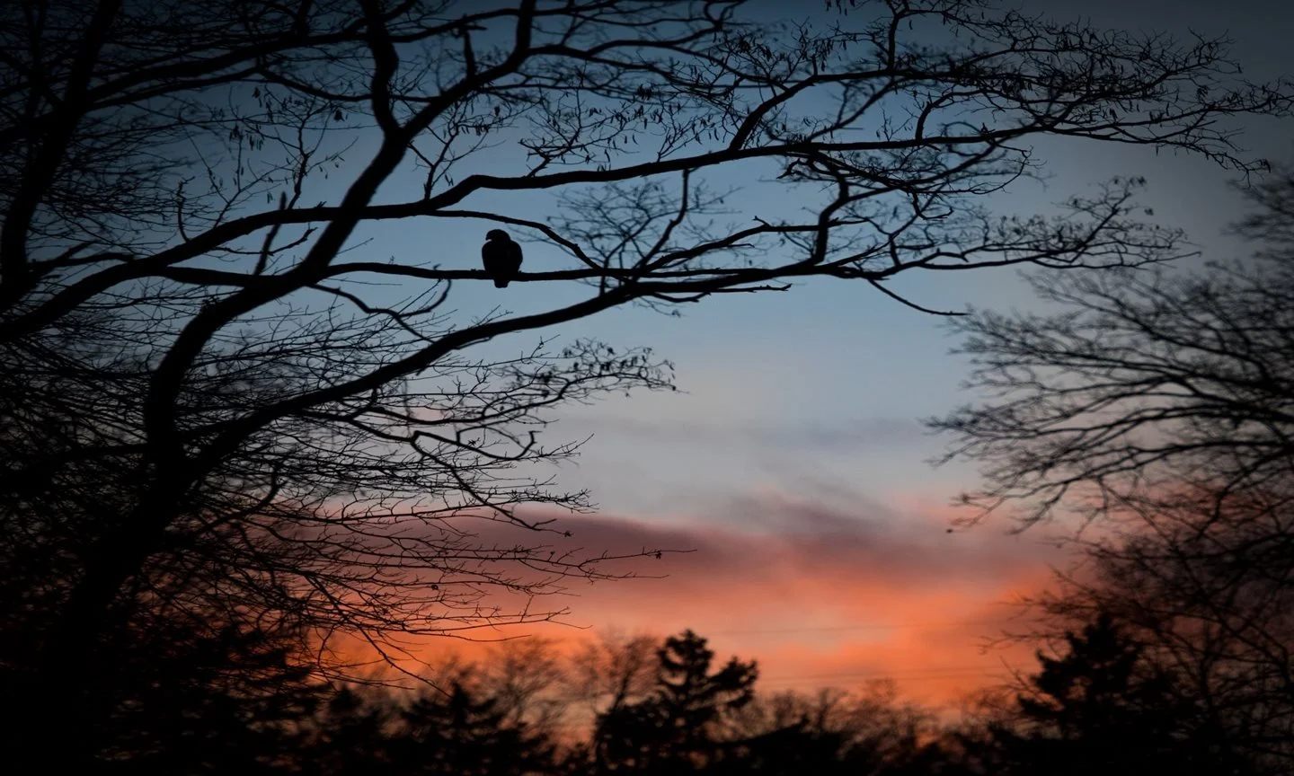 Nature at Night