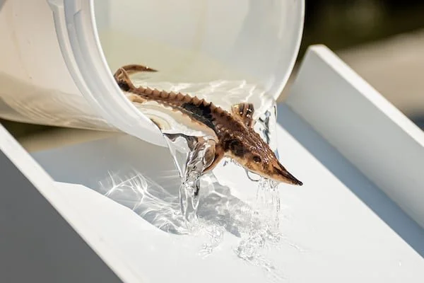 Sturgeon Fest