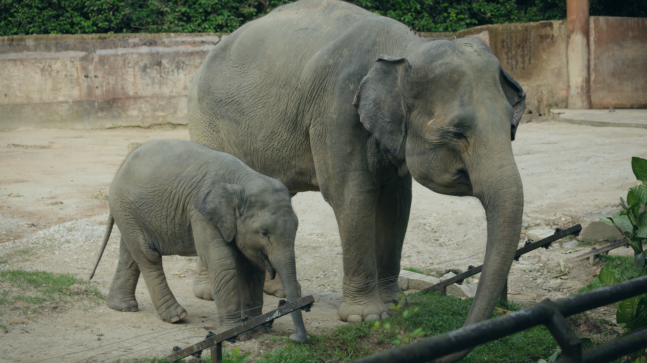 Image of elephants at the Zoo