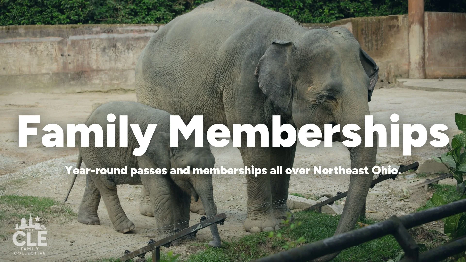 Two elephants, an adult and a baby, standing on a dirt path in a zoo enclosure with greenery and a concrete wall in the background, accompanied by text about family memberships.