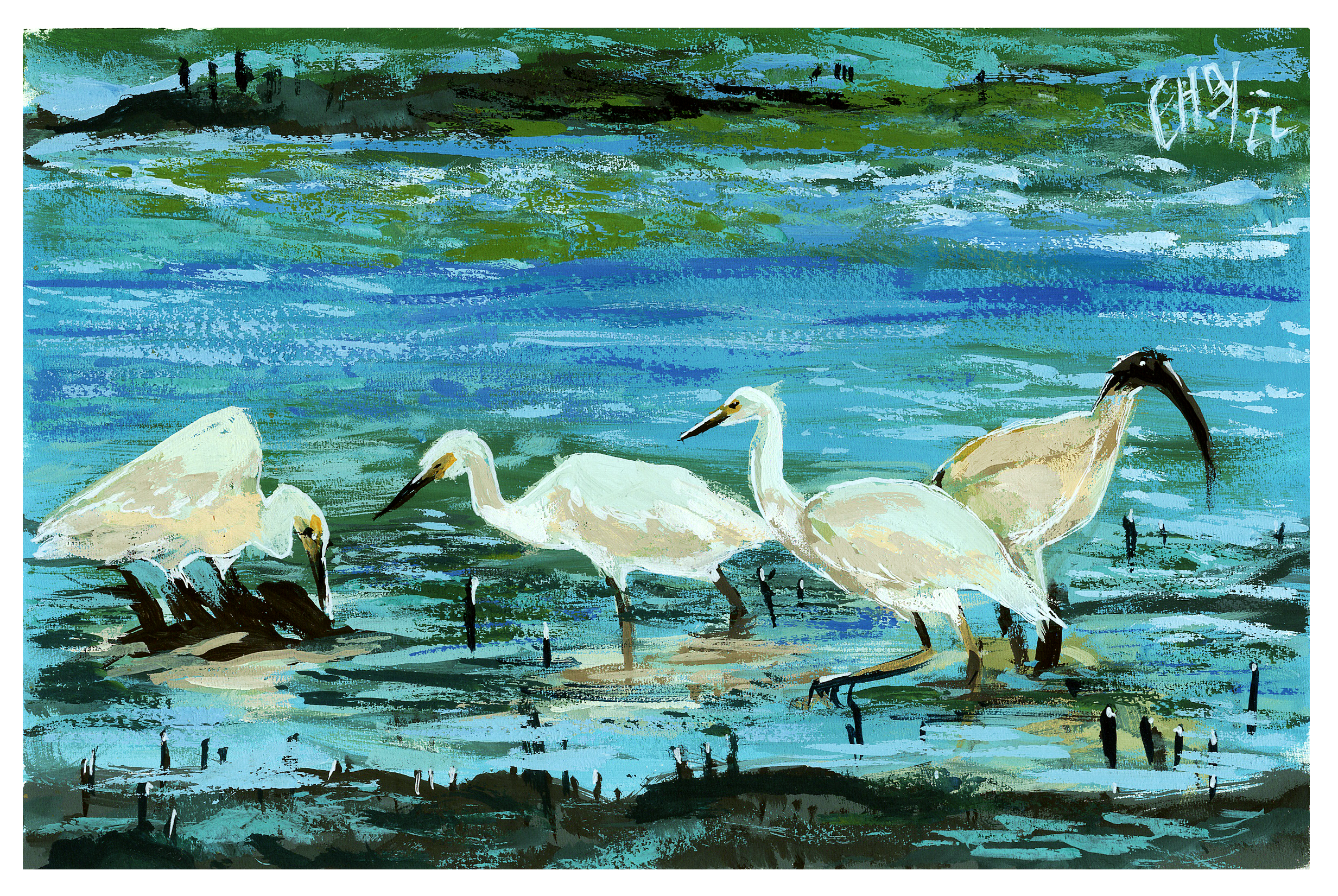 G24_egrets-foraging.png