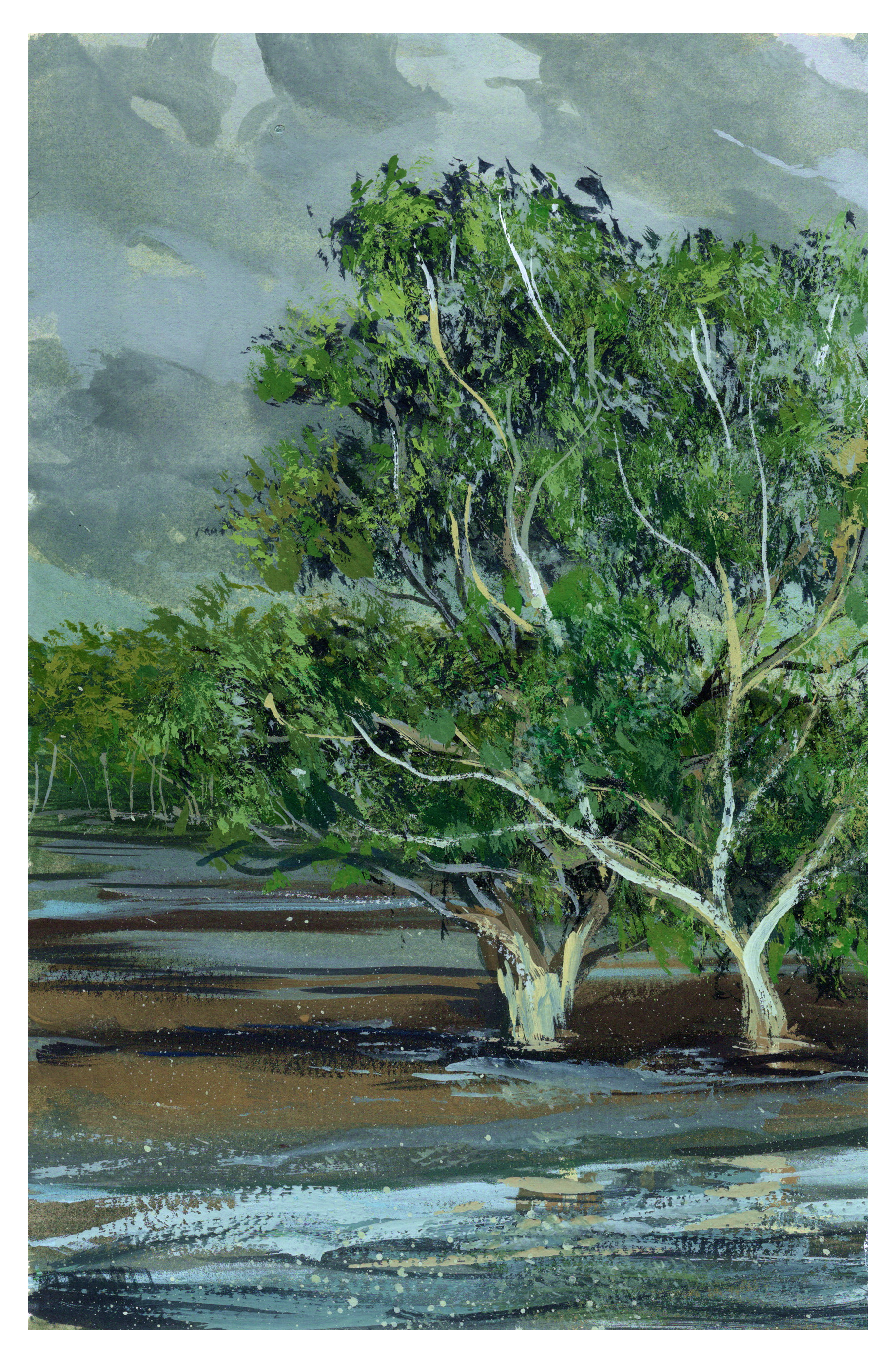 G41_Nudgee-Mangrove-part-1.png