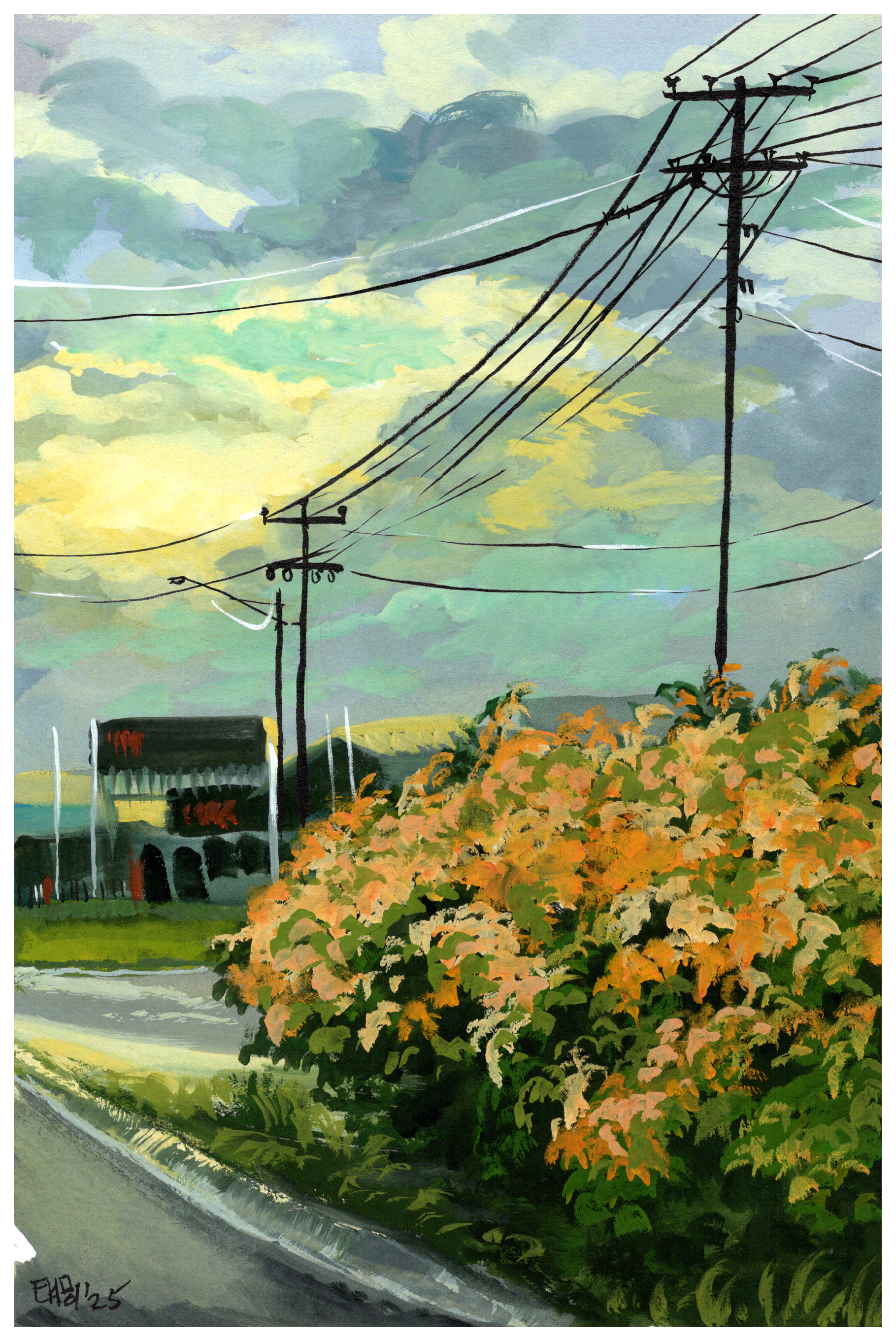 G80_gladstone bouganvillia.png