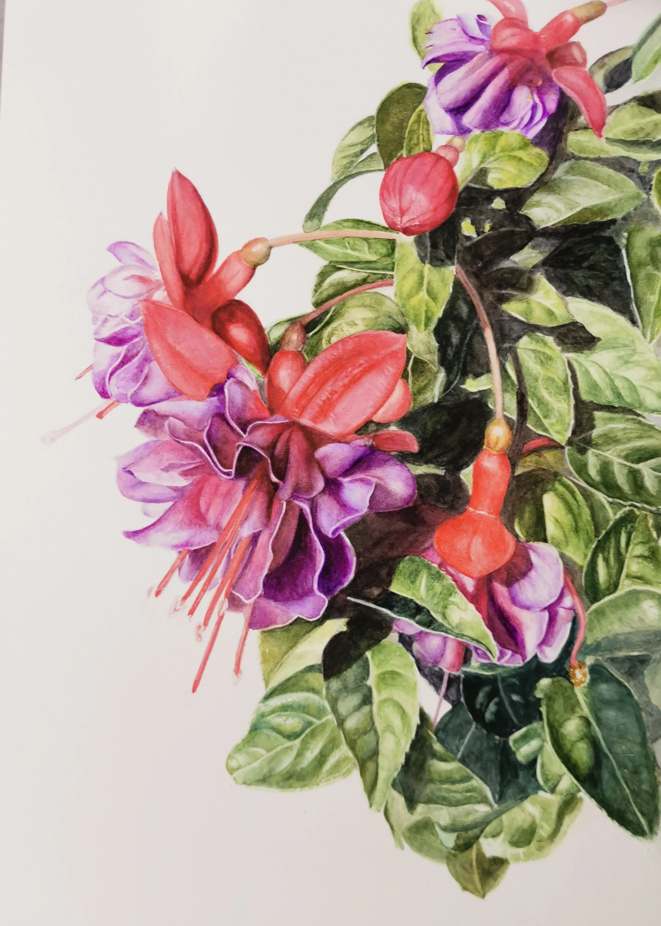 Watercolor painting of a cluster of pink, purple, and red fuchsia flowers with green leaves.