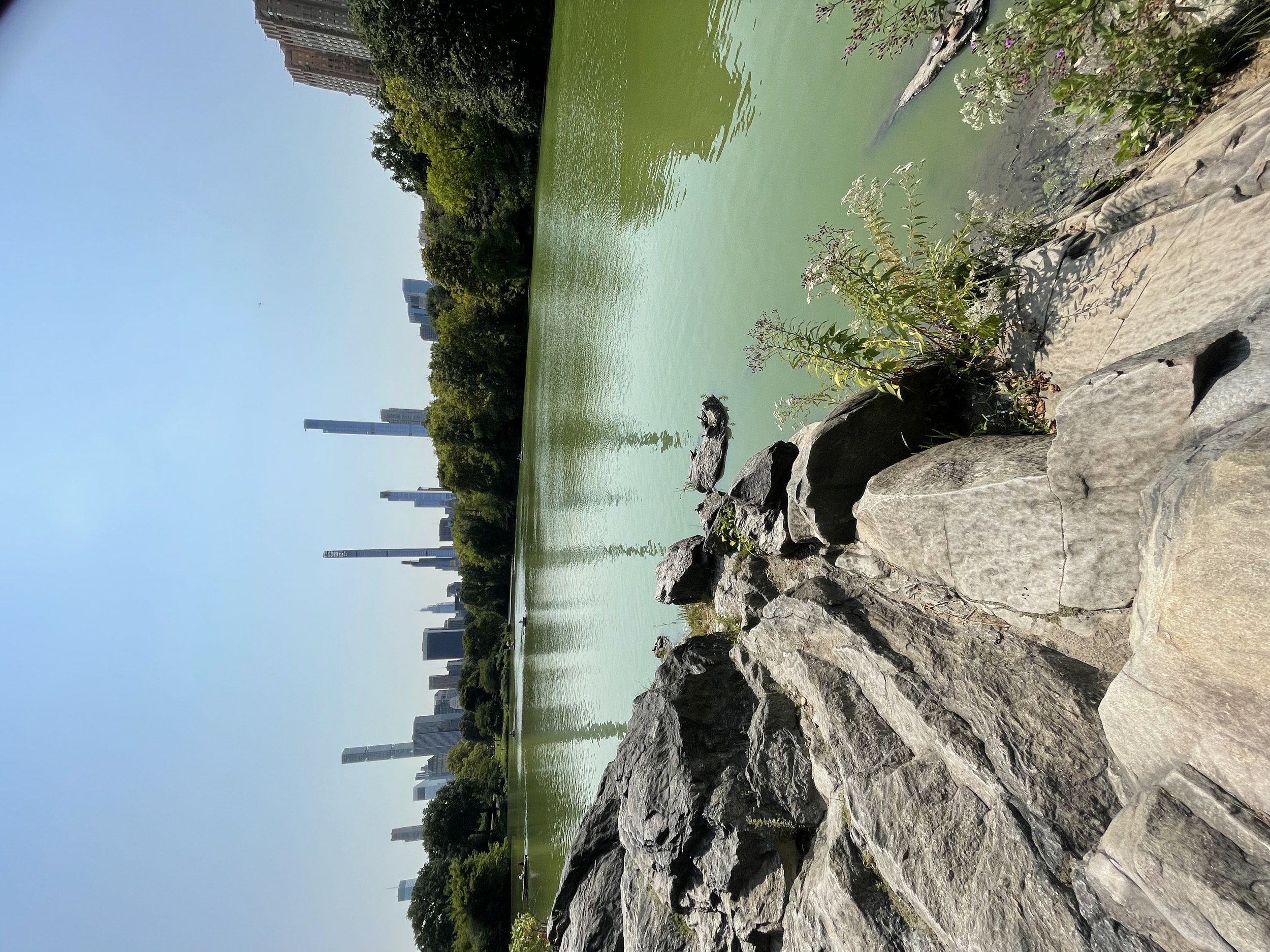 A city park with a green lake, surrounded by rocks and trees, with skyscrapers and tall buildings in the background under a clear blue sky.