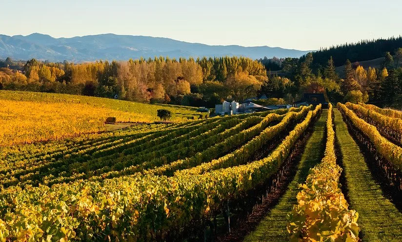 Heaphy Vineyard