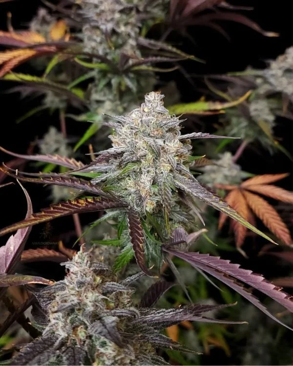 CPT-OG-4-@therealmr.flogrown420-600x751.jpg