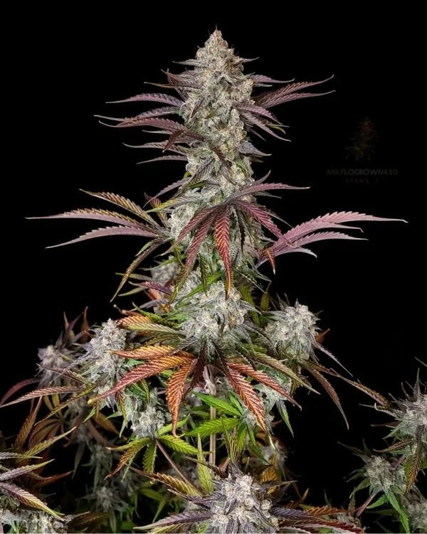 CPT-OG-@therealmr.flogrown420-600x751.jpg