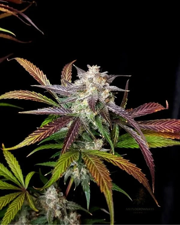 CPT-OG-9-@therealmr.flogrown420-600x751.jpg