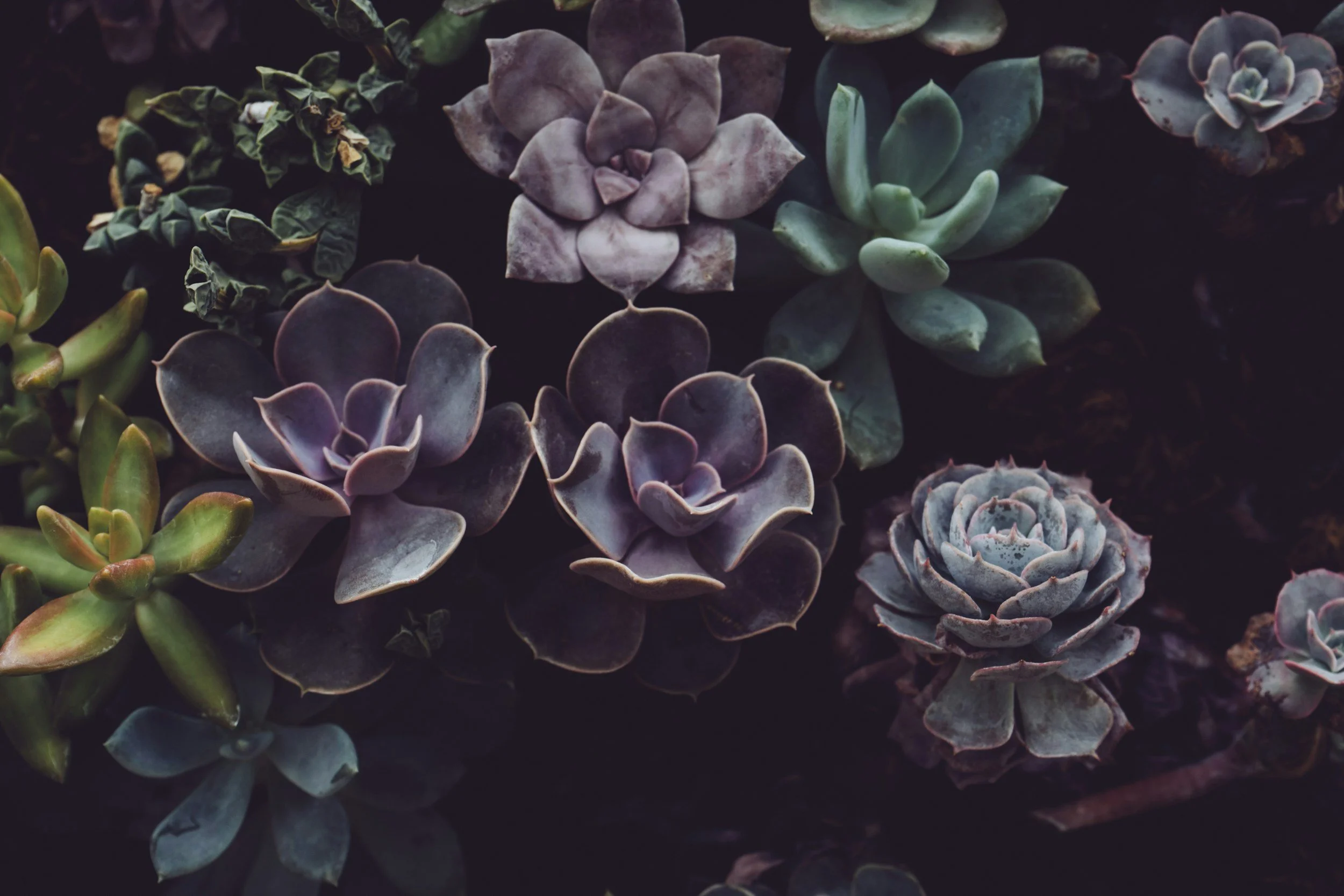 Succulents galore! Explore Boo Botanicals range of succulents, available in mini pots or a box of cuttings.