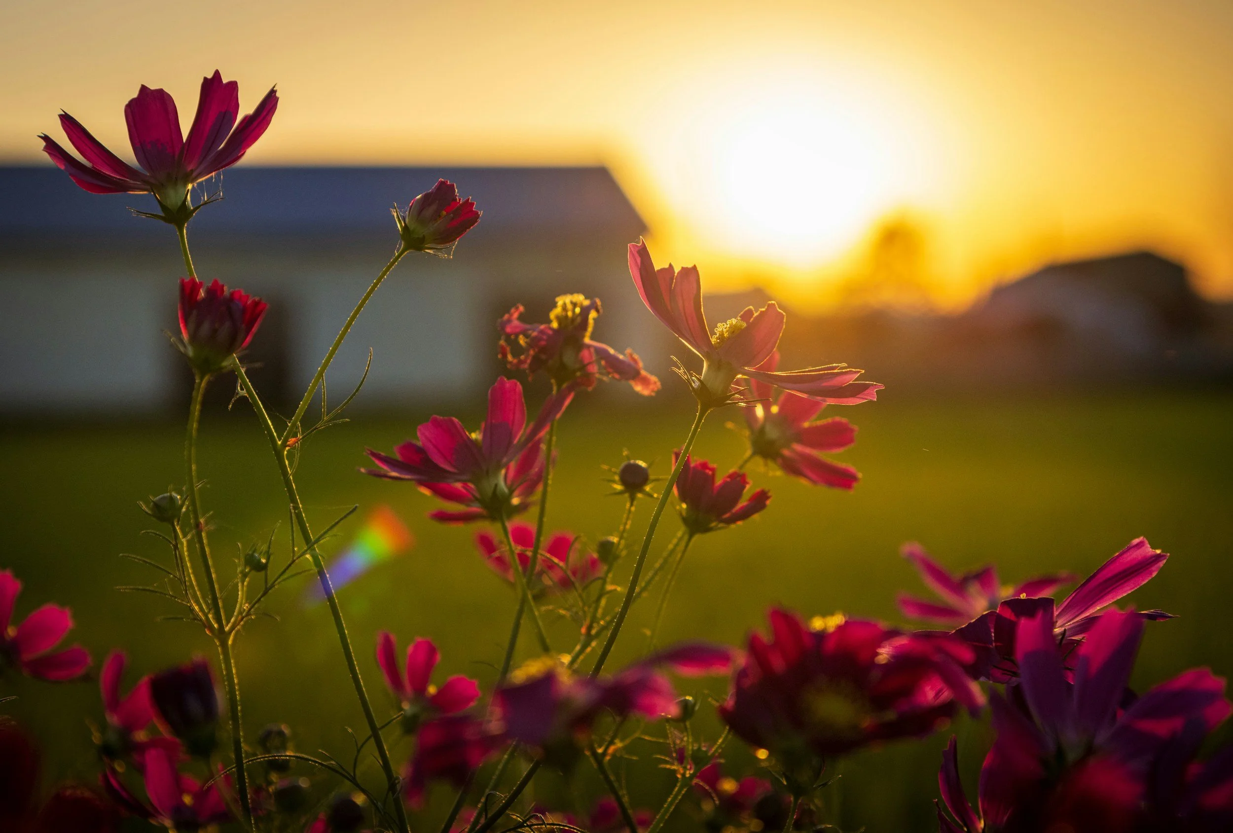 Explore Boo Botanicals range of home grown Annual plants