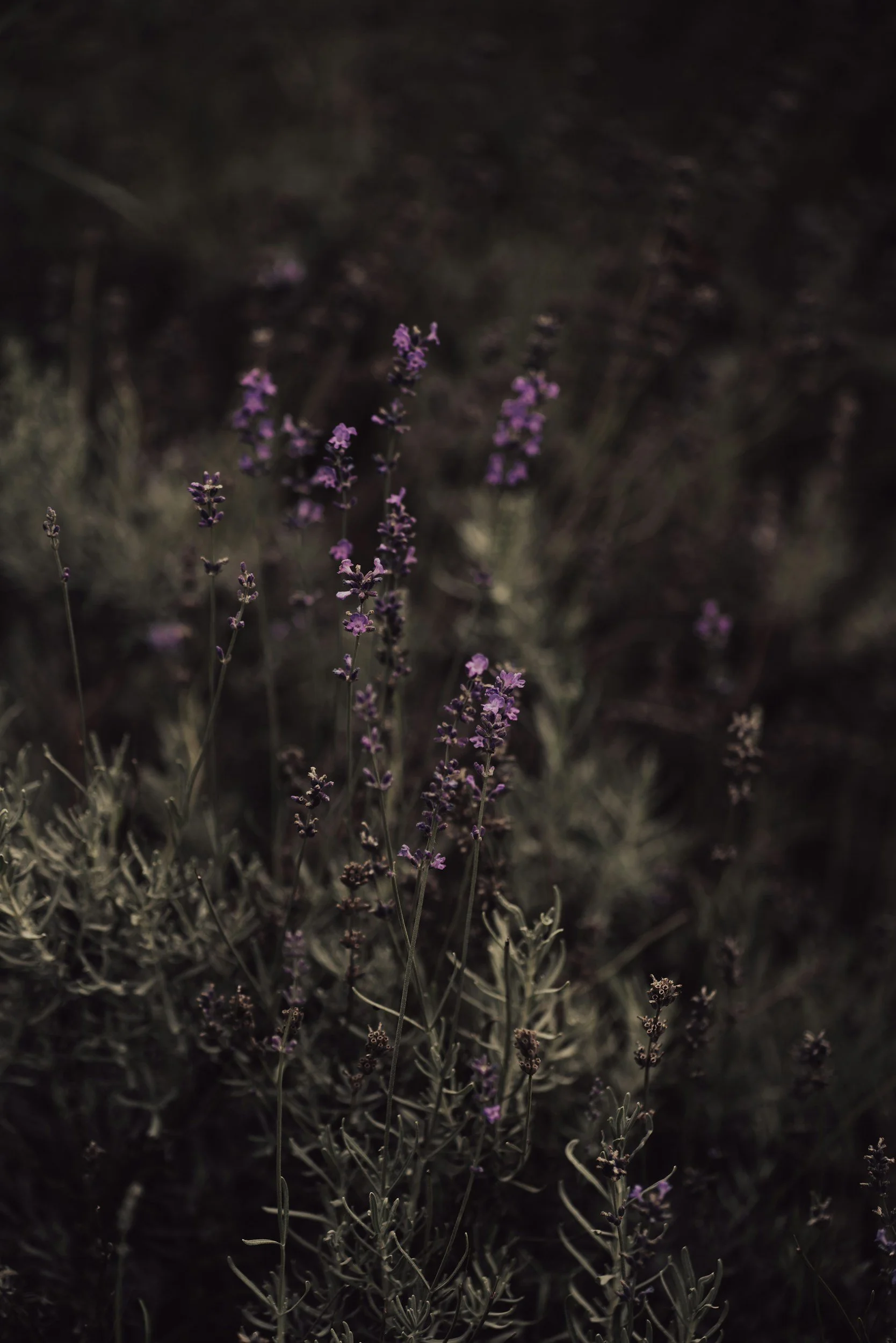 Shop our signature scent Delicate products, all handmade by Boo Botanicals