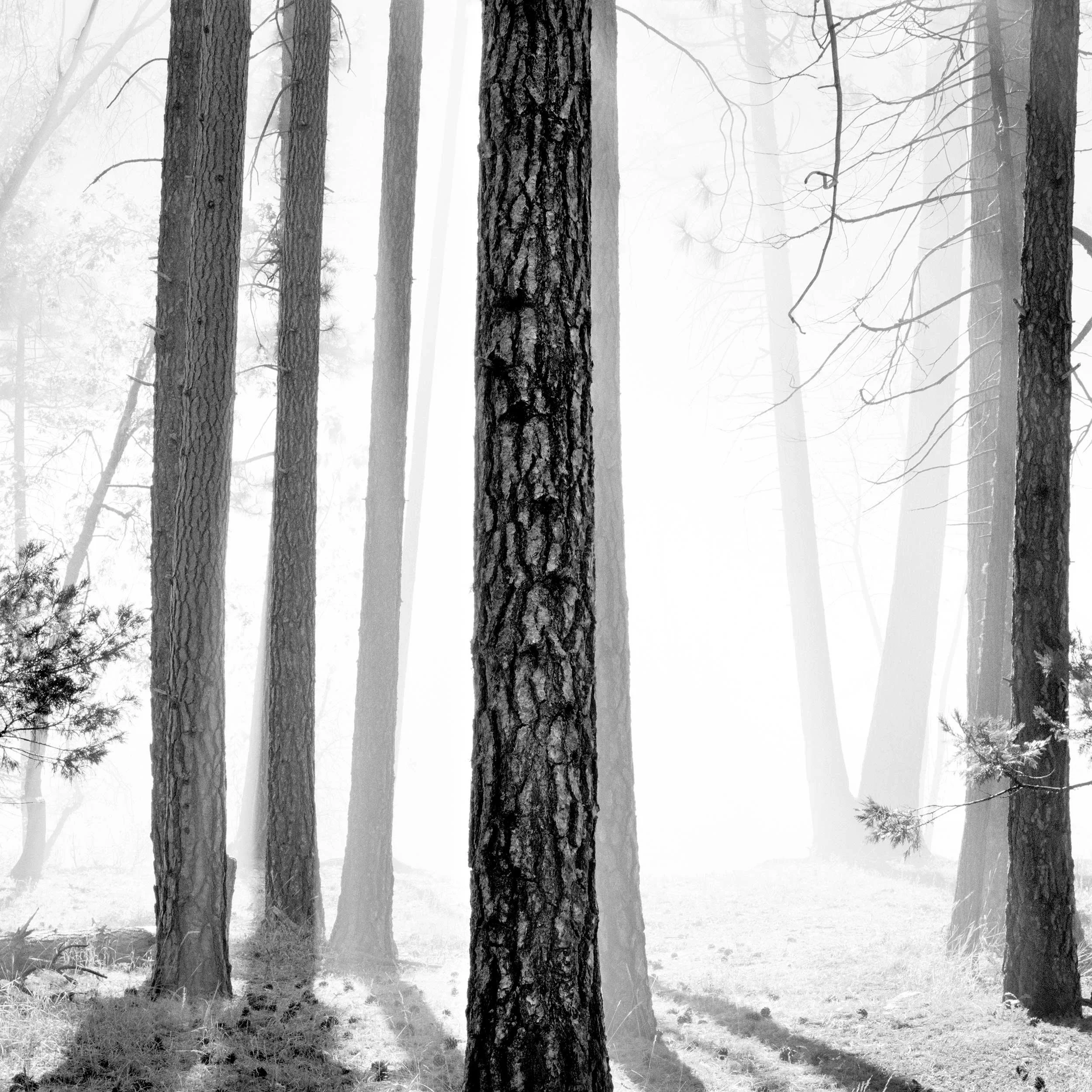 Trees in Morning Fog